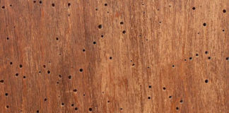 Effettuare un trattamento antitarlo 872 0 effettuare un trattamento antitarlo_ok