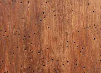 Effettuare un trattamento antitarlo 872 0 effettuare un trattamento antitarlo_ok