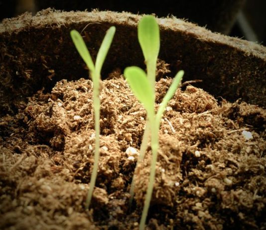 Terriccio 905 0 TERRICCIO