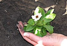 Concimi 906 0 CONCIMI