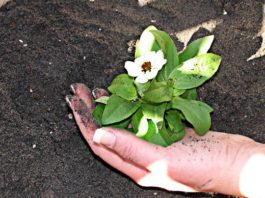 Concimi 906 0 CONCIMI