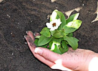 Concimi 906 0 CONCIMI