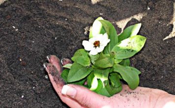 Concimi 906 0 CONCIMI