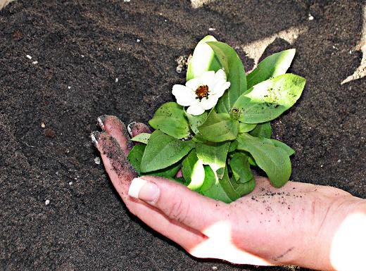 Concimi 906 0 CONCIMI