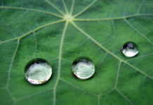 Annaffiatura 954 0 annaffiatura_ok