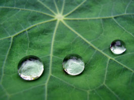 Annaffiatura 954 0 annaffiatura_ok