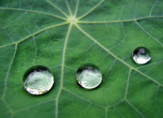 Annaffiatura 954 0 annaffiatura_ok