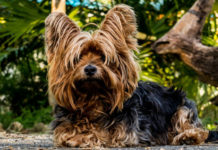 Cani in casa? Le razze più adatte per la vita domestica