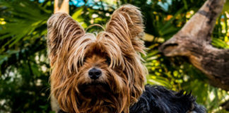 Cani in casa? Le razze più adatte per la vita domestica