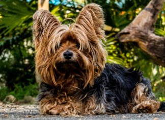 Cani in casa? Le razze più adatte per la vita domestica