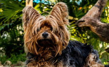 Cani in casa? Le razze più adatte per la vita domestica