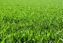 Semina prato: consigli e trucchi per un manto erboso perfetto