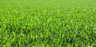 Semina prato: consigli e trucchi per un manto erboso perfetto