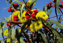 Floriterapia: cosa sono e a cosa servono i Fiori Australiani
