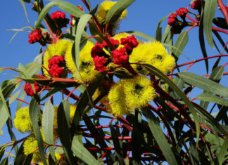 Floriterapia: cosa sono e a cosa servono i Fiori Australiani