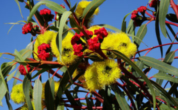 Floriterapia: cosa sono e a cosa servono i Fiori Australiani