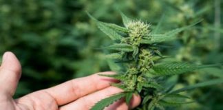 Metodi di coltivazione della canapa in Italia