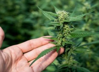 Metodi di coltivazione della canapa in Italia