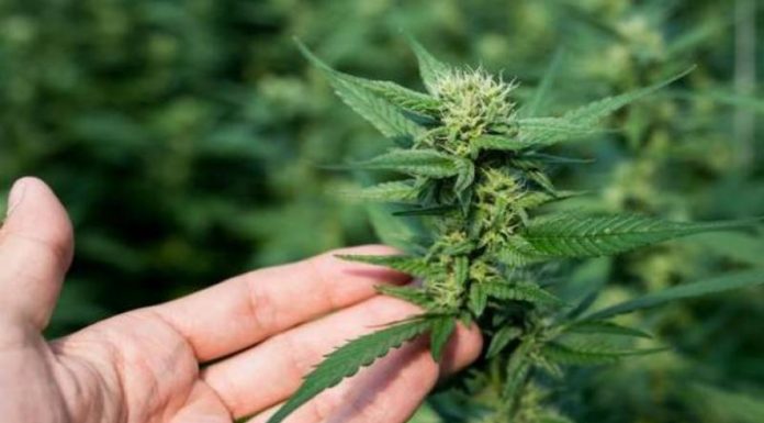 Metodi di coltivazione della canapa in Italia