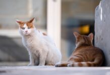 Zoppia nel gatto: cosa succede se non è una frattura, un trauma o un ascesso?