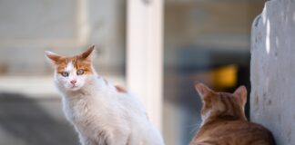 Zoppia nel gatto: cosa succede se non è una frattura, un trauma o un ascesso?
