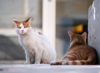 Zoppia nel gatto: cosa succede se non è una frattura, un trauma o un ascesso?